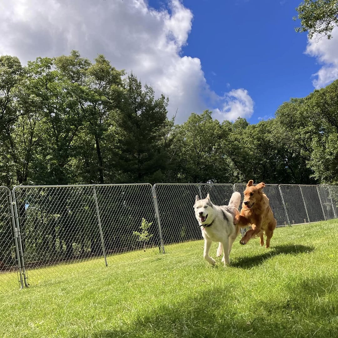 Vibrant Dog Boarding Germantown Md Moment for Your Screen Vibrant Dog Boarding Germantown Md Moment for Your Screen